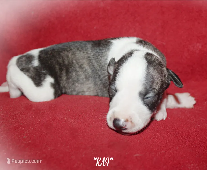 KAI – Whippet puppy for sale in Hackett, AR