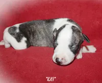 KAI, a female Whippet for sale in Hackett, AR – 1 of 5