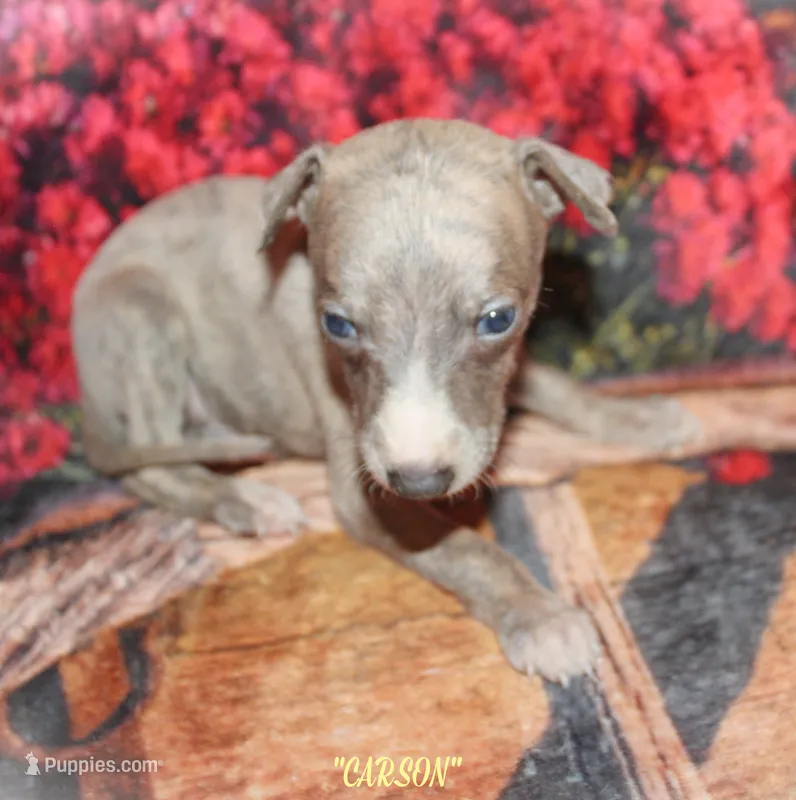 CARSON – Whippet puppy for sale in Hackett, AR