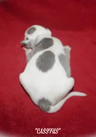 CASSIUS, a male Whippet for sale in Hackett, AR – 5 of 5