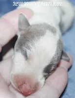 KEVIN, a male Whippet for sale in Hackett, AR – 3 of 4