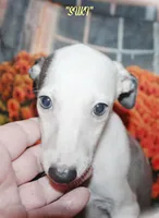 SUKI, a female Whippet for sale in Hackett, AR – Photo 2 of 10