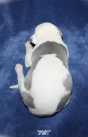 SUKI, a female Whippet for sale in Hackett, AR – Photo 4 of 4