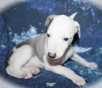 SUKI, a female Whippet for sale in Hackett, AR – Photo 9 of 10