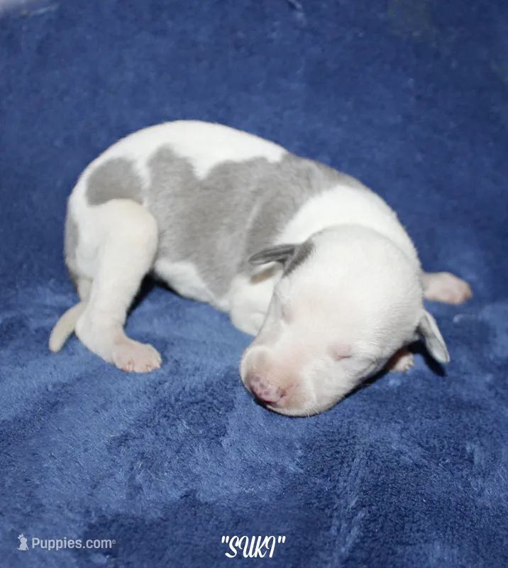 SUKI, a female Whippet for sale in Hackett, AR – Photo 1 of 4