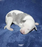 SUKI, a female Whippet for sale in Hackett, AR – Photo 1 of 4