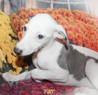 SUKI, a female Whippet for sale in Hackett, AR – Photo 3 of 10
