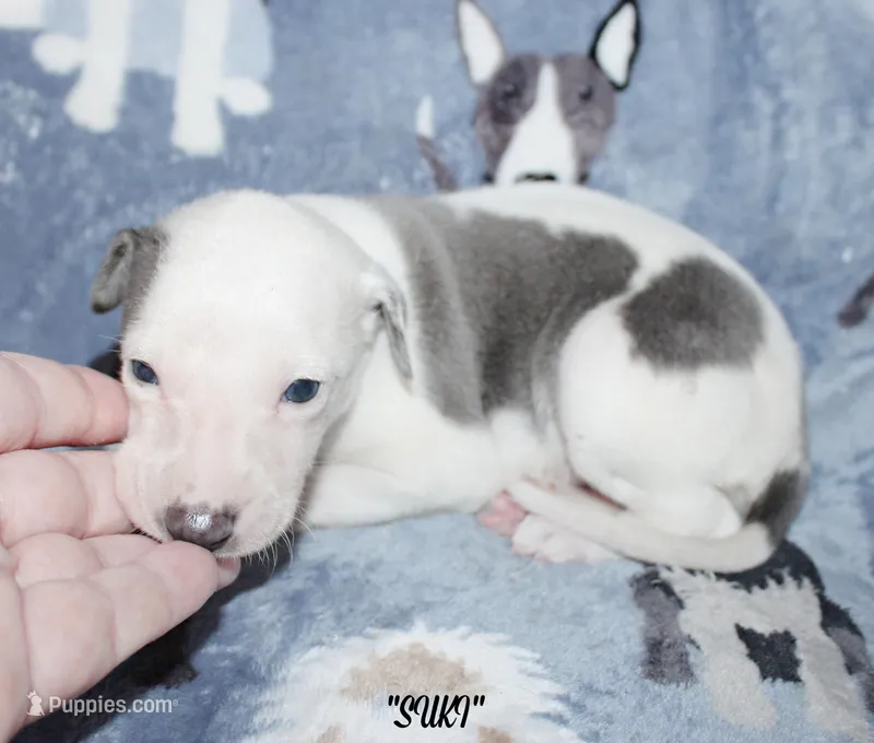 SUKI – Whippet puppy for sale in Hackett, AR