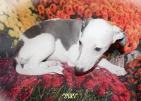 SUKI, a female Whippet for sale in Hackett, AR – Photo 4 of 10