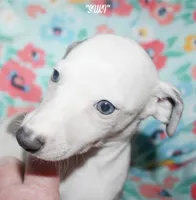 SUKI, a female Whippet for sale in Hackett, AR – Photo 7 of 10