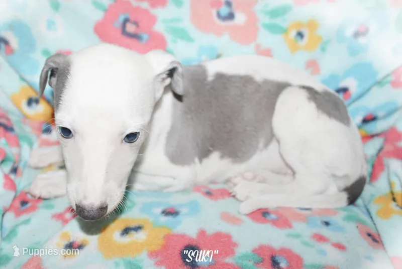SUKI – Whippet puppy for sale in Hackett, AR