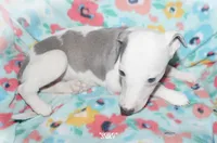 SUKI, a female Whippet for sale in Hackett, AR – Photo 8 of 10