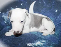 SUKI, a female Whippet for sale in Hackett, AR – Photo 10 of 10