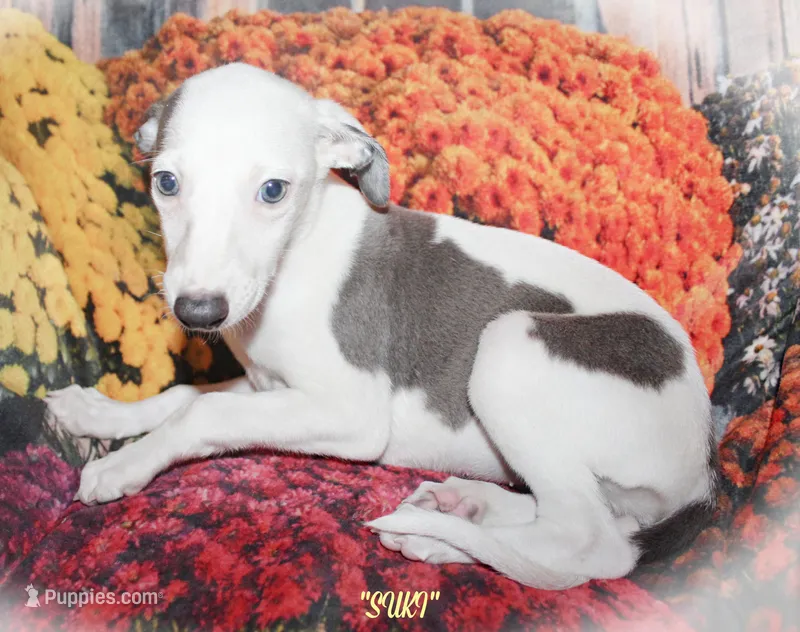 SUKI – Whippet puppy for sale in Hackett, AR