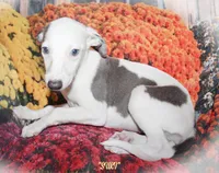 SUKI, a female Whippet for sale in Hackett, AR – Photo 1 of 10