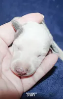 SUKI, a female Whippet for sale in Hackett, AR – Photo 2 of 4