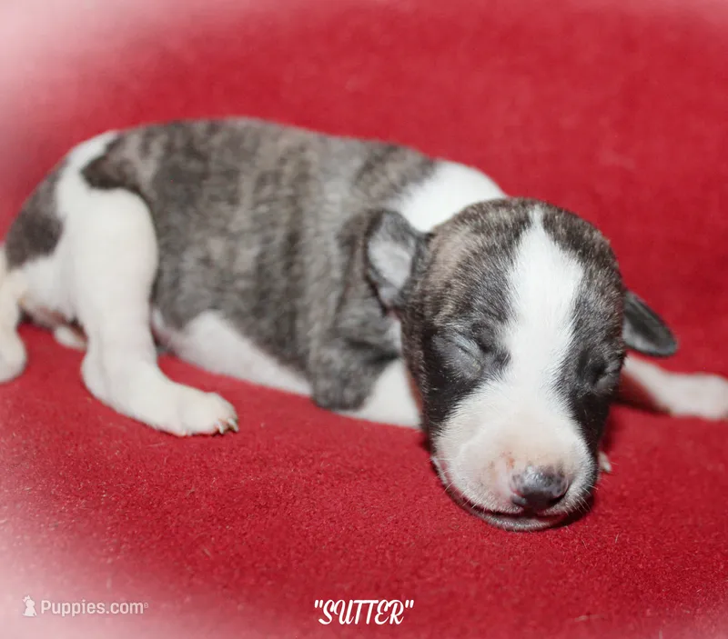 SUTTER – Whippet puppy for sale in Hackett, AR