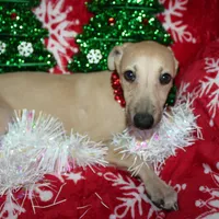 OSCAR, a male Whippet for sale in Hackett, AR – Photo 6 of 10