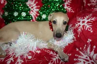 processed/77d22939-d4aa-4257-81c7-a37576a086f7/listing/cb2f9b3c-659c-4ed7-85e0-82cdebc7704a/1f66b491-d416-4292-b4d5-e76f108e0c49