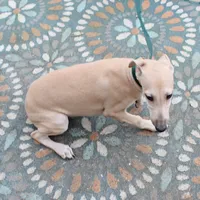 OSCAR, a male Whippet for sale in Hackett, AR – Photo 2 of 10