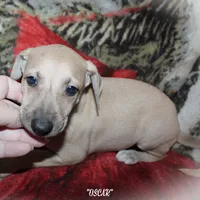 OSCAR, a male Whippet for sale in Hackett, AR – Photo 10 of 10
