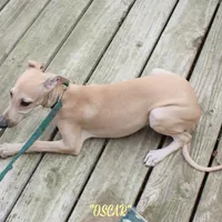OSCAR, a male Whippet for sale in Hackett, AR – Photo 4 of 10