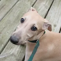 OSCAR, a male Whippet for sale in Hackett, AR – Photo 1 of 10