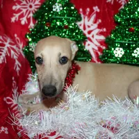 OSCAR, a male Whippet for sale in Hackett, AR – Photo 8 of 10