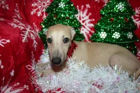 processed/77d22939-d4aa-4257-81c7-a37576a086f7/listing/cb2f9b3c-659c-4ed7-85e0-82cdebc7704a/6de63dae-9cd9-48a9-9702-114fe381264e