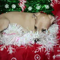 OSCAR, a male Whippet for sale in Hackett, AR – Photo 9 of 10