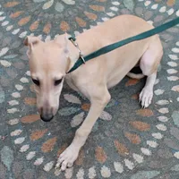 OSCAR, a male Whippet for sale in Hackett, AR – Photo 3 of 10