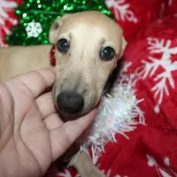 OSCAR, a male Whippet for sale in Hackett, AR – Photo 7 of 10