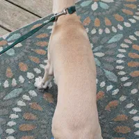 OSCAR, a male Whippet for sale in Hackett, AR – Photo 5 of 10