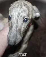 ORCA, a male Whippet for sale in Hackett, AR – 2 of 9
