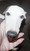 SUKI, a female Whippet for sale in Hackett, AR – 2 of 10