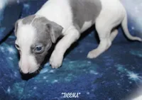 DEEMA, a female Whippet for sale in Hackett, AR – Photo 7 of 10