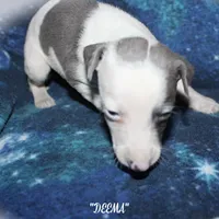 DEEMA, a female Whippet for sale in Hackett, AR – Photo 8 of 10