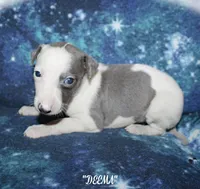 DEEMA, a female Whippet for sale in Hackett, AR – Photo 5 of 10