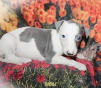 DEEMA, a female Whippet for sale in Hackett, AR – Photo 1 of 10