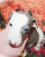 DEEMA, a female Whippet for sale in Hackett, AR – Photo 2 of 10