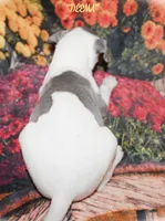 DEEMA, a female Whippet for sale in Hackett, AR – Photo 4 of 10