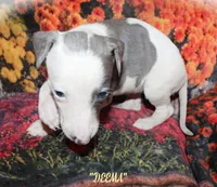 DEEMA, a female Whippet for sale in Hackett, AR – Photo 3 of 10