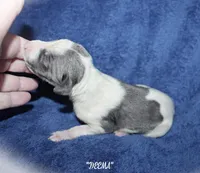 DEEMA, a female Whippet for sale in Hackett, AR – Photo 3 of 4