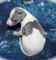 DEEMA, a female Whippet for sale in Hackett, AR – Photo 9 of 10