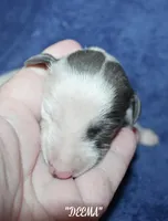 DEEMA, a female Whippet for sale in Hackett, AR – Photo 2 of 4