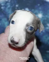 DEEMA, a female Whippet for sale in Hackett, AR – Photo 6 of 10