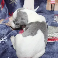 DEEMA, a female Whippet for sale in Hackett, AR – Photo 10 of 10