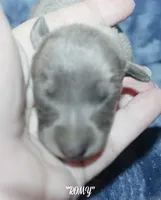 ROMY, a female Whippet for sale in Hackett, AR – 2 of 4