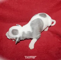 CASSIUS, a male Whippet for sale in Hackett, AR – 4 of 5