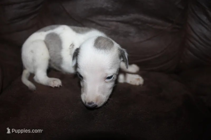 CASSIUS – Whippet puppy for sale in Hackett, AR